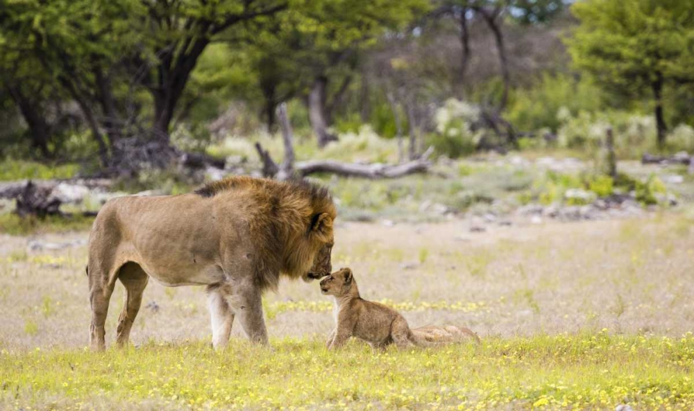 Namibia, Etosha NP Alpha male lion inspects cub